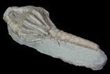 Bargain, Macrocrinus Crinoid Fossil - Crawfordsville, Indiana #68497-1